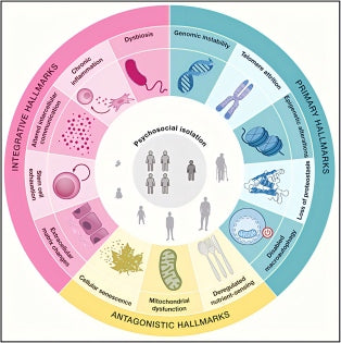 Fourteen Hallmarks of Aging Unveiled: Understanding How to Extend Healthspan